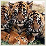 Tiger At Kahna